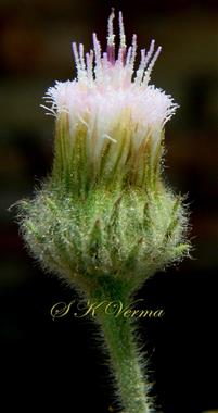  Capitulum with involucre